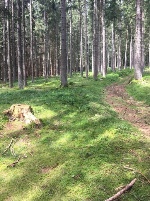 Apartman Boruvka Železná Ruda Dış mekan fotoğraf